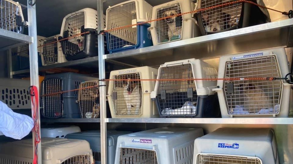 Caballos, cerdos y cacatúas llenan refugios animales de Los Ángeles por los incendios