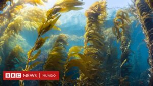 Calentamiento global: los alimentos "carbono-negativos" que ayudan a revertir el cambio climático