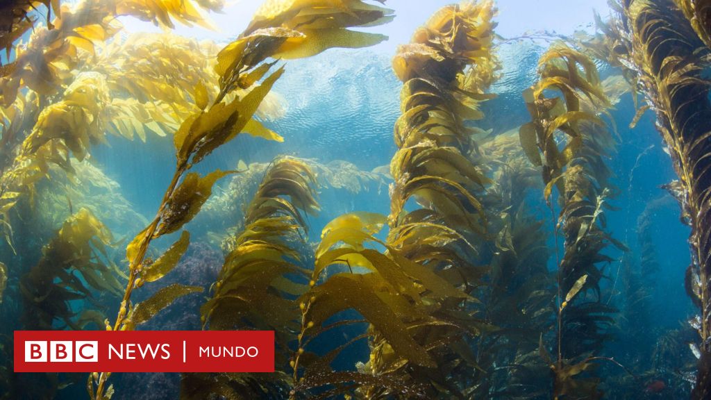 Calentamiento global: los alimentos "carbono-negativos" que ayudan a revertir el cambio climático