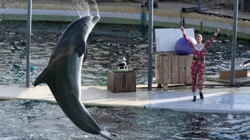 Cierra un parque marino de Francia por una ley que prohíbe los espectáculos con orcas - AlbertoNews
