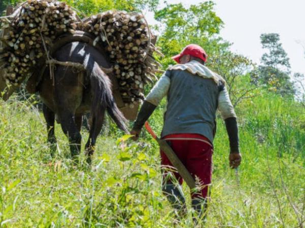 Estado de conmoción interior: las medidas para el agro en el Catatumbo | Gobierno | Economía