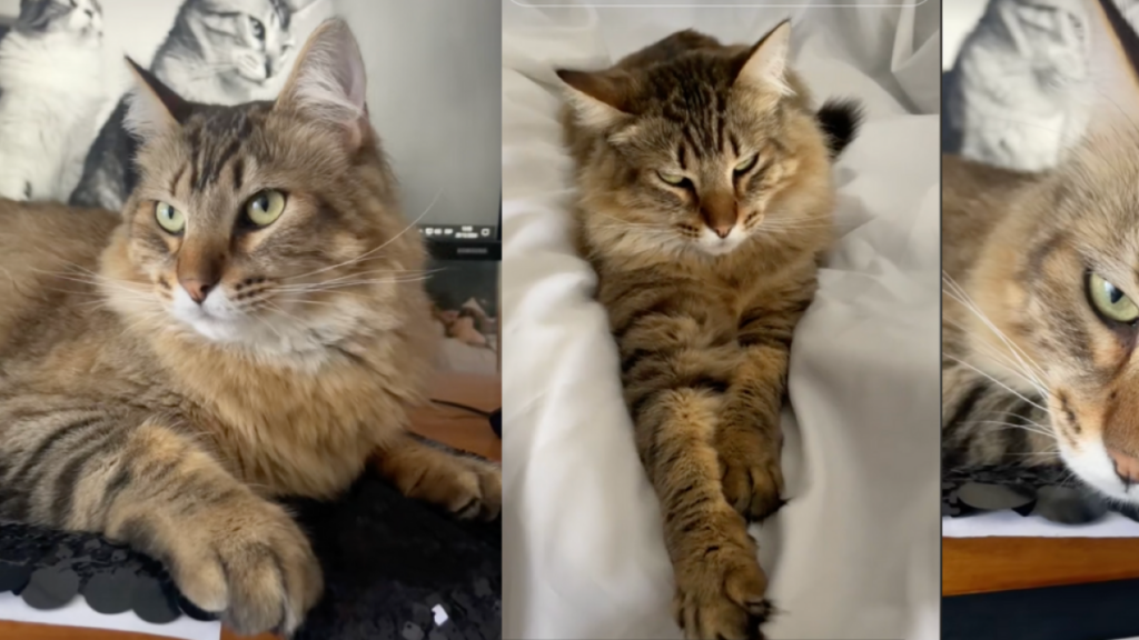 Este es Legolas, el gato que se hizo famoso en TikTok por su carisma y gran tamaño