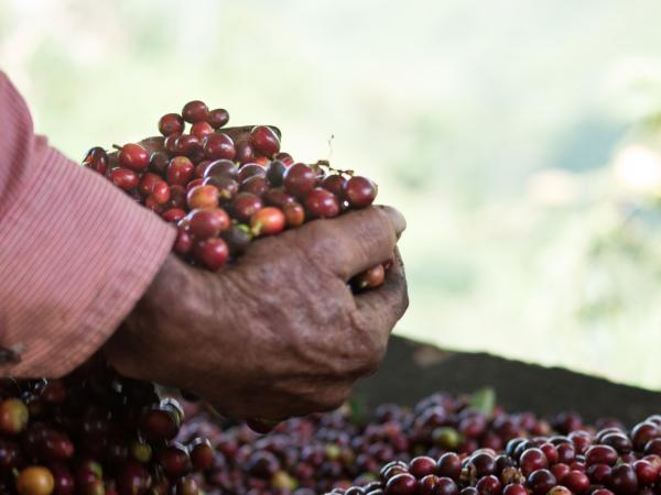 Gobierno llama a Fedecafeteros a sesión extraordinaria para evaluar costos financieros | Gobierno | Economía