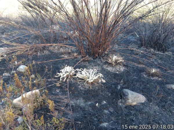 Incendio en el Parque Nacional Natural Chingaza: situación está controlada en un 80% | Regiones | Economía