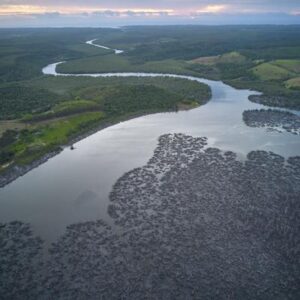 Los 7 servicios ecosistémicos de los humedales