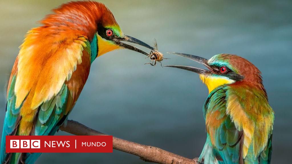 Los animales que se hacen regalos entre sí igual que los humanos