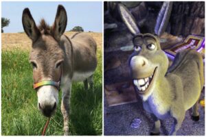 Murió Perry, el animal que inspiró el personaje de 'Burro' en la saga de 'Shrek'
