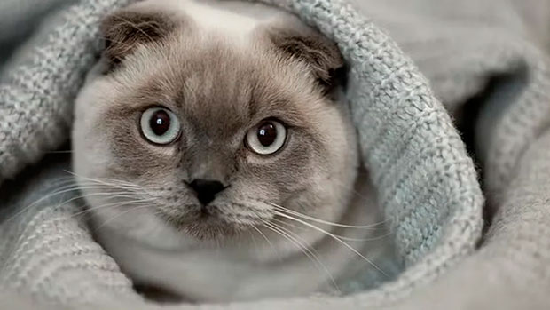 Niños protestaron por la muerte de media docena de gatos este #2Ene en Los Teques