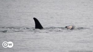 Orca demuestra su duelo maternal por segunda vez – DW – 06/01/2025