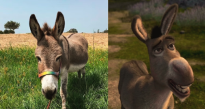 Perry, el burro que inspiró al personaje de 'Shrek', fallece a los 30 años