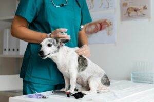 Preso falso veterinario en Los Teques