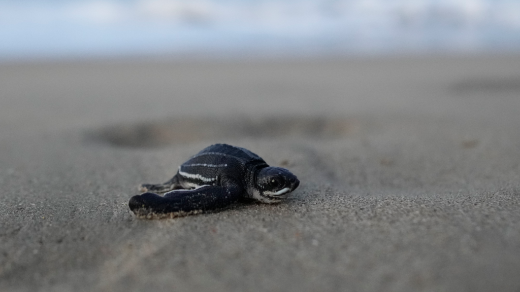 Reacondicionarán nidario para el desove de tortugas marinas en La Sabana