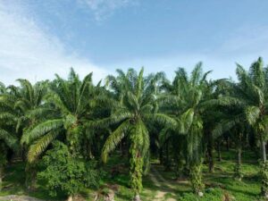 Sector palmicultor colombiano firma acuerdo clave de cooperación con la Unión Europea | Agro | Economía