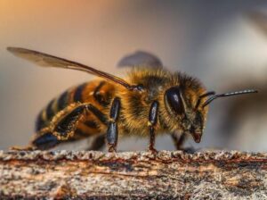 Sexagenaria murió al ser atacada por un enjambre de abejas en Maracay