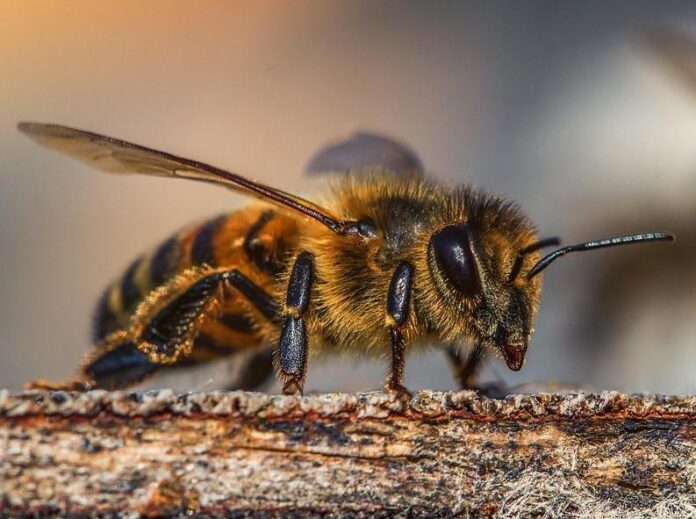 Sexagenaria murió al ser atacada por un enjambre de abejas en Maracay