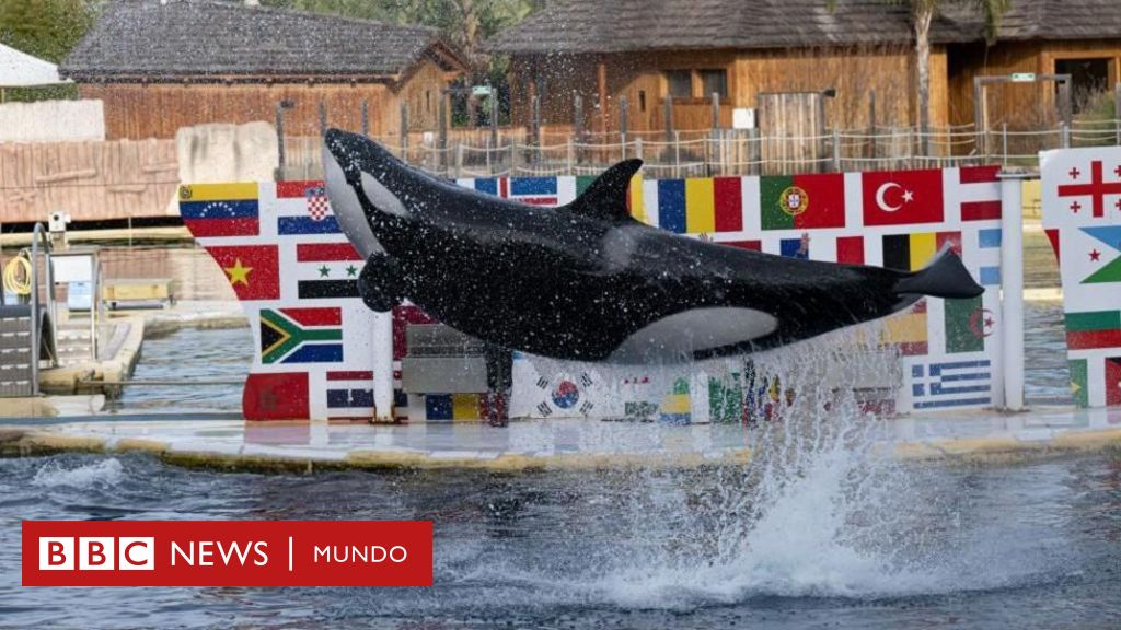 "Solo saben estar entre humanos": el dilema de qué hacer con dos orcas de un parque acuático que cierra en Francia