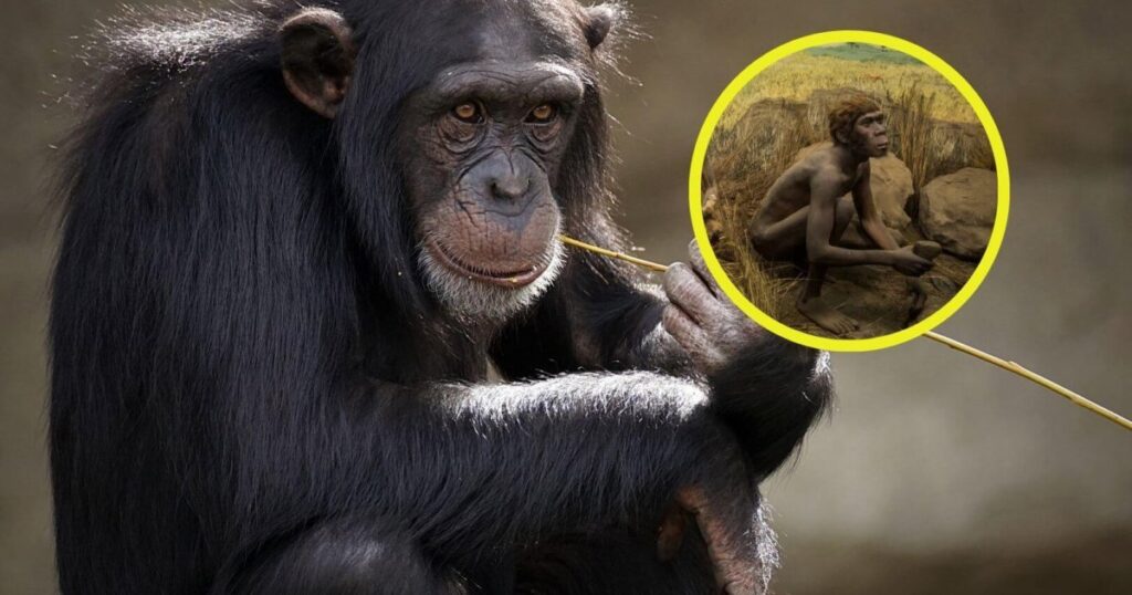 descubren que los chimpancés se comportan como los humanos en un momento clave de la evolución