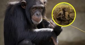 descubren que los chimpancés se comportan como los humanos en un momento clave de la evolución