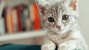¿Cuáles son las actividades que hacen feliz a los gatos?