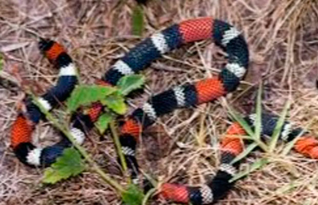 ¡Impresionante! Bebé jugaba en el patio de su casa y lo atacó una serpiente