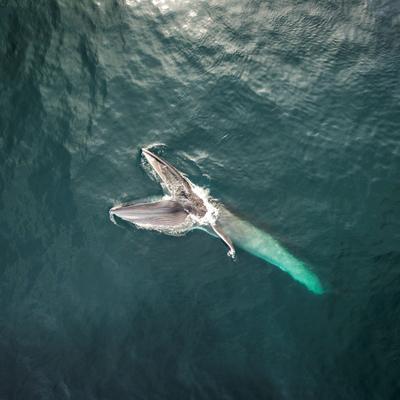 ¿Puede una ballena “comer” a un ser humano? Cómo es la alimentación de estos enormes cetáceos