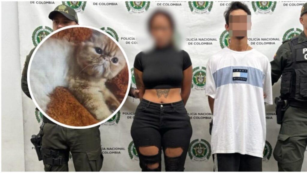 Acusan a una pareja de raptar al gato de su vecino en Medellín y extorsionarlo para devolverlo