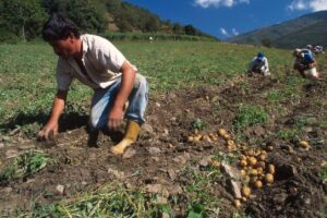¡Alerta en Mérida! Crisis amenaza producción de hortalizas