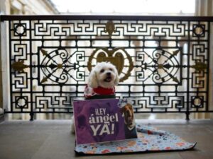 Aprueban en cuarto debate ley Ángel sobre maltrato animal | Gobierno | Economía