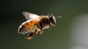 Ataque de abejas deja 14 heridos en Barquisimeto