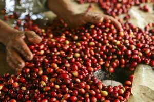 Caficultores denuncian pagos del rubro por debajo del promedio
