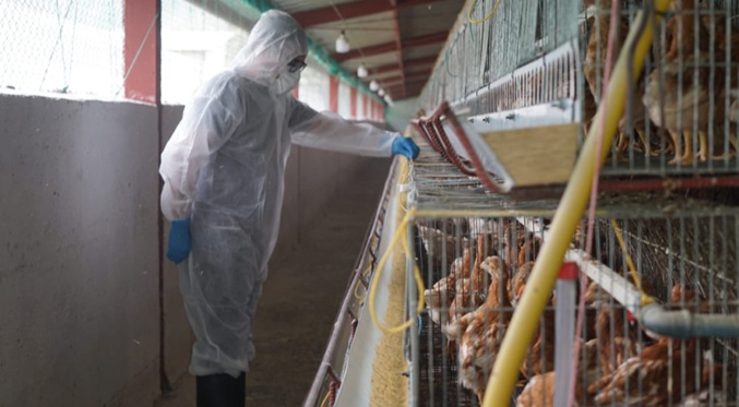 Costa Rica refuerza vigilancia en fronteras tras caso de gripe aviar