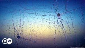 Descubren el mecanismo cerebral que apaga el miedo – DW – 07/02/2025