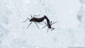 Descubren el secreto de supervivencia del mosquito antártico – DW – 14/02/2025