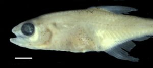 Descubren nueva especie de pez miniatura en el río Putumayo