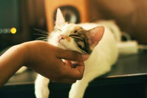 Detienen a hombre por manejar a más de 200 km/h; quería ver a su gato