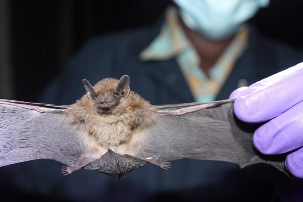 El ECDC descarta que el nuevo coronavirus identificado en murciélagos pueda transmitirse a humanos
