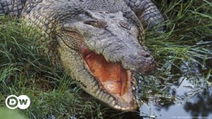 El asombroso ranking de los animales más longevos del mundo – DW – 06/02/2025