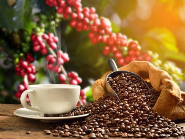 El buen precio del café desafía a exportadores y tostadores | Agro | Economía