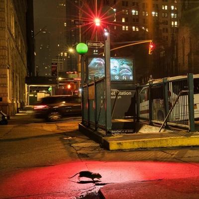 El cambio climático contribuye a la proliferación de las ratas en las ciudades, según un estudio científico