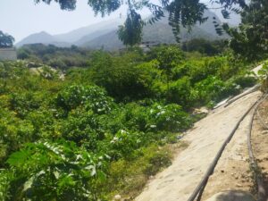 En una selva se convirtió la quebrada de Los Corales