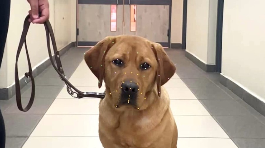 Encuentran una forma de identificar las emociones de animales