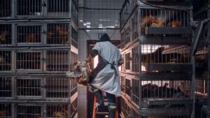 Estudio muestra que gripe aviar se ha propagado silenciosamente de animales a algunos veterinarios