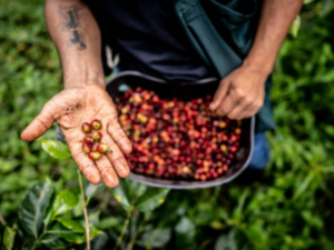 FNC lanza plan solidario para apoyar a cooperativas cafeteras | Agro | Economía