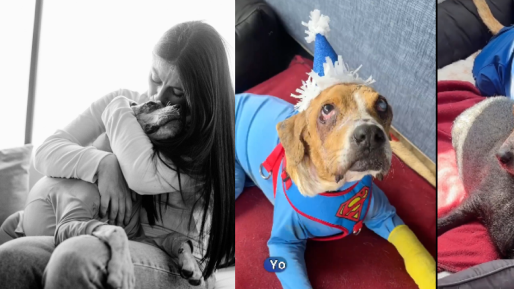 Falleció Ángel, perro símbolo de la lucha contra el maltrato animal en Colombia: 'Siento morir'