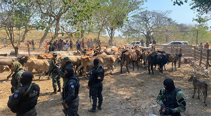 GNB Zulia recupera 124 ganados en Machiques de Perijá