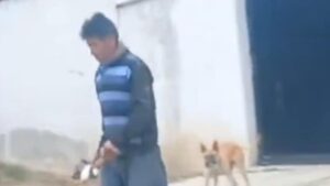 Hombre causa indignación en México al lanzar cachorros a la calle con una pala - AlbertoNews
