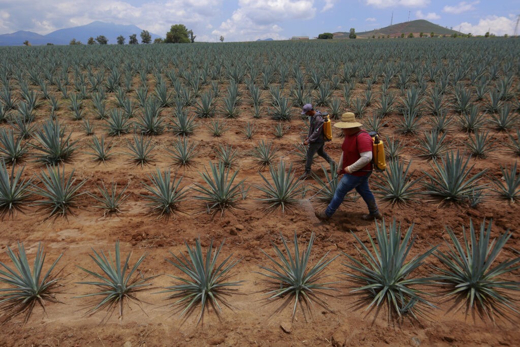 Industria tequilera formaliza a agricultores para evitar sobreproducción de agave