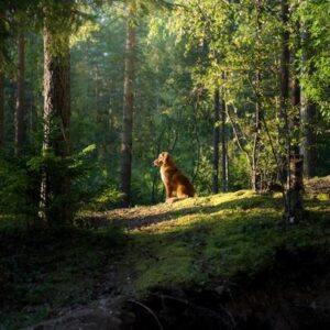 La ciencia explica cómo encuentran los perros perdidos el camino de regreso a casa