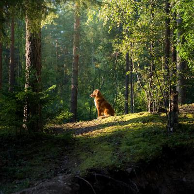 La ciencia explica cómo encuentran los perros perdidos el camino de regreso a casa