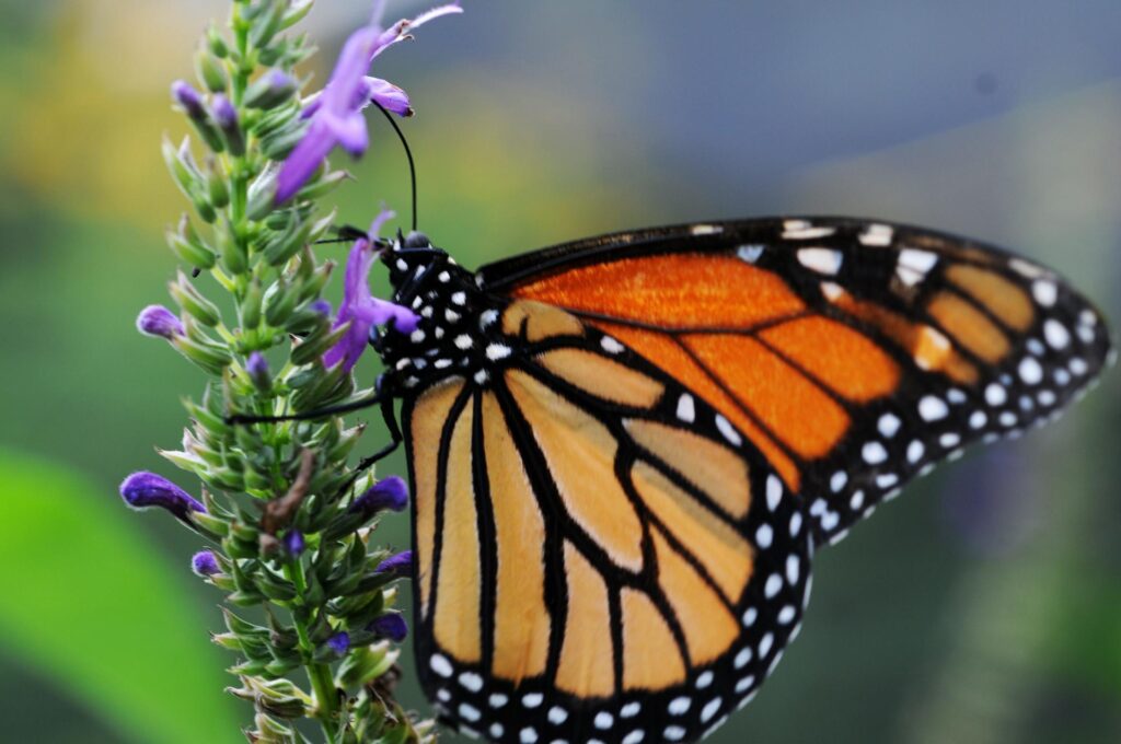 La población de mariposas monarcas registra un mínimo histórico en California